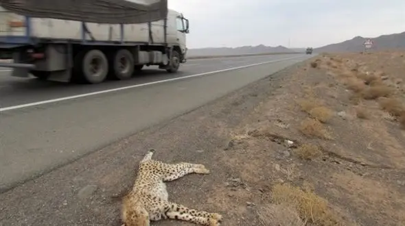 جاده قتلگاه حیات وحش کشور/ بی توجهی وزارت راه و کم توجهی سازمان محیط زیست به حیات حیوانات ایران