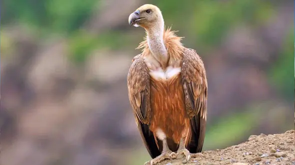 شکار کرکس توسط سلطان جنگل + فیلم 