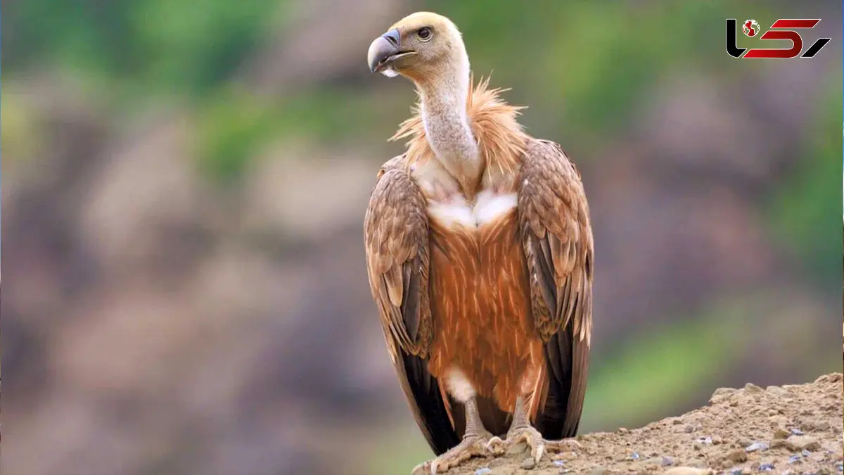 شکار کرکس توسط سلطان جنگل + فیلم 