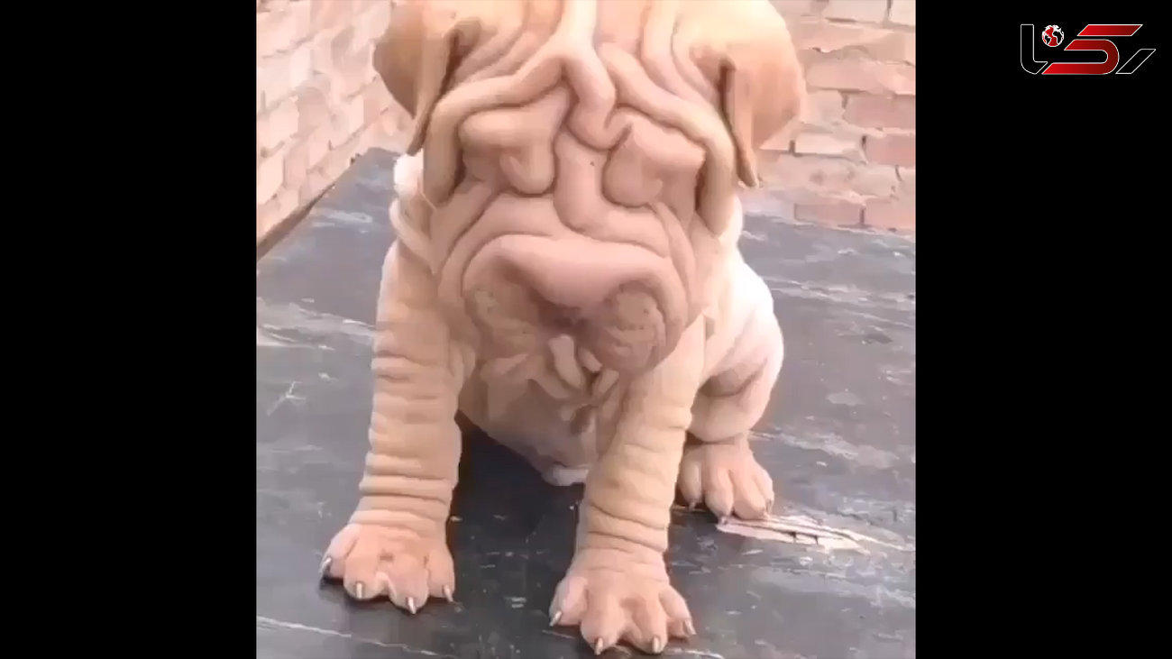 این سگ چروکیده مجسمه است؟! / فیلم