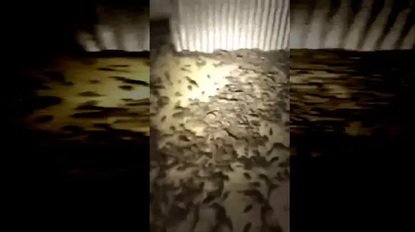 هجوم موش های استرالیا به انبار غله + فیلم