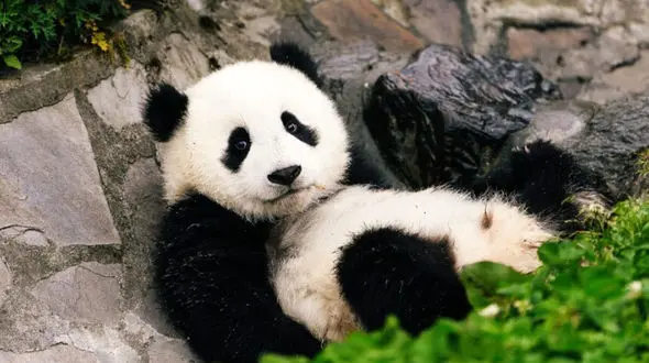 لحظه‌ای نادر از زایمان یک خرس پاندا + فیلم 