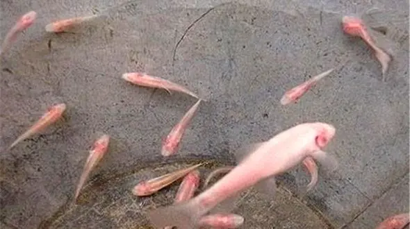 غار شگفت‌انگیز ماهی‌کور در لرستان/ ماهیان این غار نابینا هستند!