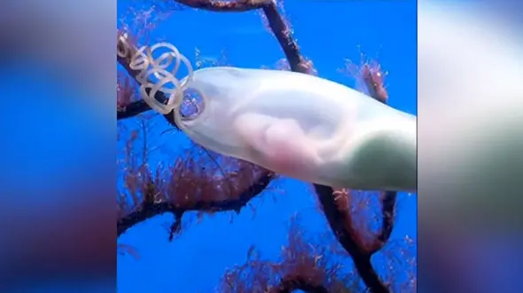 ثبت لحظه تکان خوردن جنین کوسه در شکم مادر + فیلم