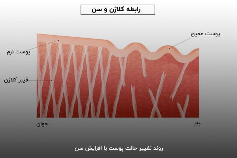 کلاژن در سنین مختلف