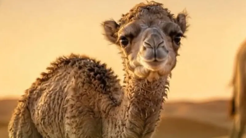 بچه شتر