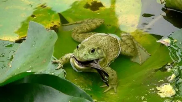 وقتی قورباغه گنجشک را می خورد! + فیلم