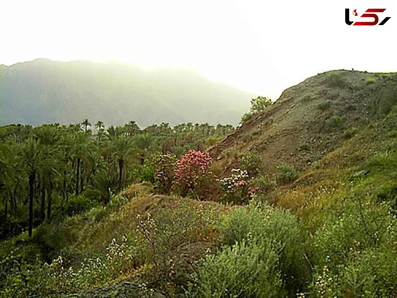نجات معجزه آسای یک خانواده در جنگل ابر شاهرود