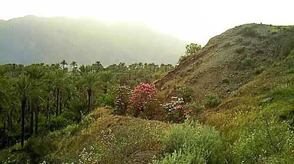 نجات معجزه آسای یک خانواده در جنگل ابر شاهرود