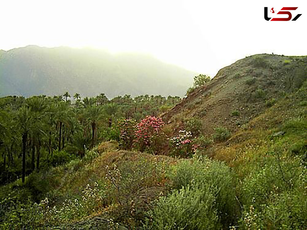 نجات معجزه آسای یک خانواده در جنگل ابر شاهرود