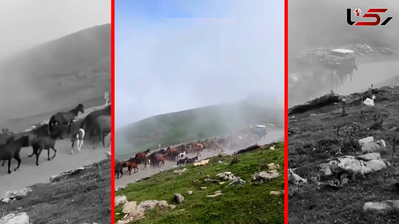 فیلم کوچ اسب های وحشی در اولسبلنگاه