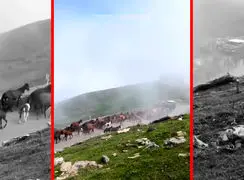 فیلم کوچ اسب های وحشی در اولسبلنگاه