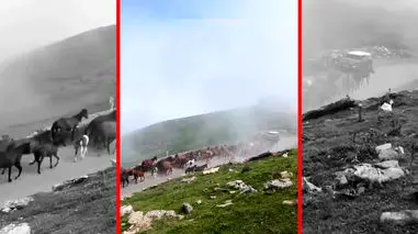 فیلم کوچ اسب های وحشی در اولسبلنگاه