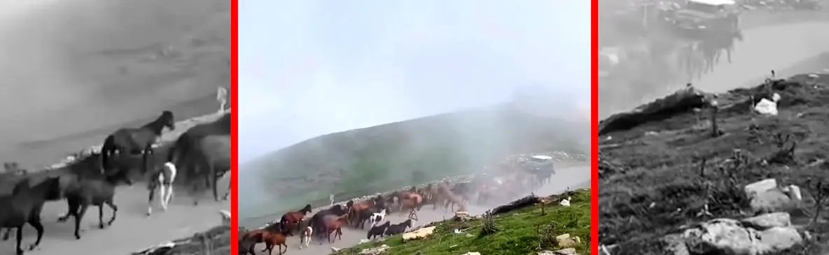 فیلم کوچ اسب های وحشی در اولسبلنگاه