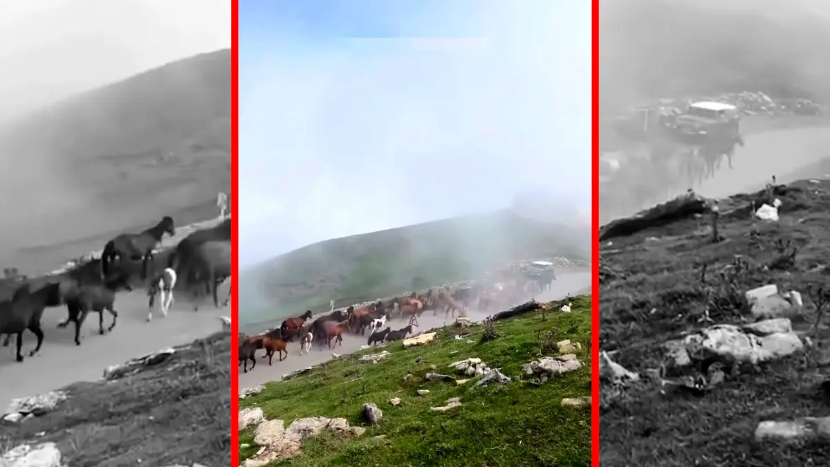 فیلم کوچ اسب های وحشی در اولسبلنگاه