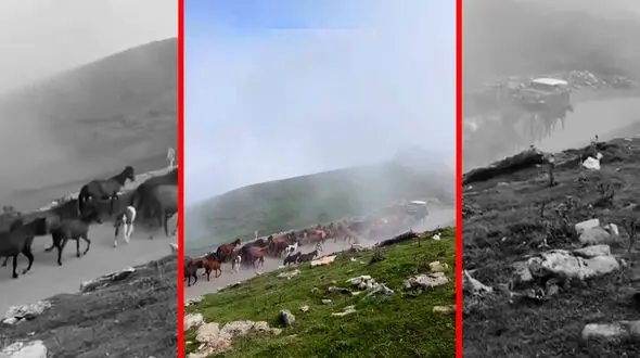 فیلم کوچ اسب های وحشی در اولسبلنگاه