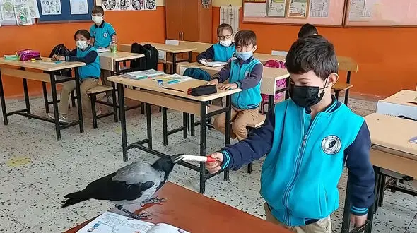 رفاقت جالب کلاغ با پسر دانش آموز + فیلم