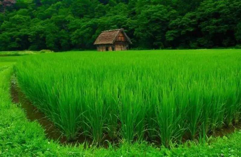 رشت - Copy