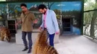 حمله ببر درنده باغ وحش مشهد به مجری سیما +فیلم