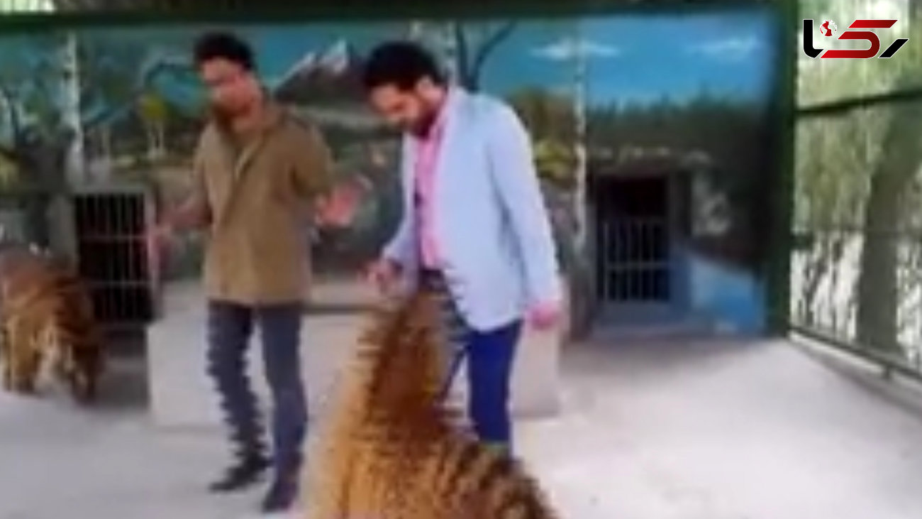 حمله ببر درنده باغ وحش مشهد به مجری سیما +فیلم