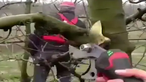 هرس درختان با قیچی باغبانی برقی + فیلم