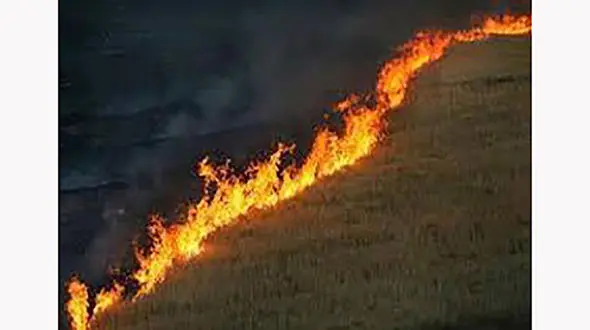 آتش سوزی 4 تن خرمن جو را خاکستر کرد / در شیروان رخ داد