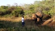 فراری دادن فیل با دست خالی توسط یک مرد + فیلم 