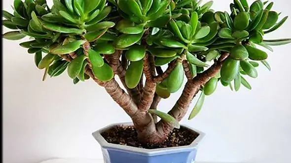 نکات نگهداری و کوددهی گیاه یشم