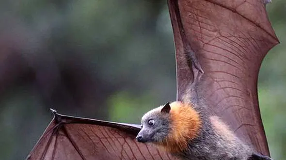 از خفاش های صبور در طبیعت تا شکار شدن آهو توسط پلنگ