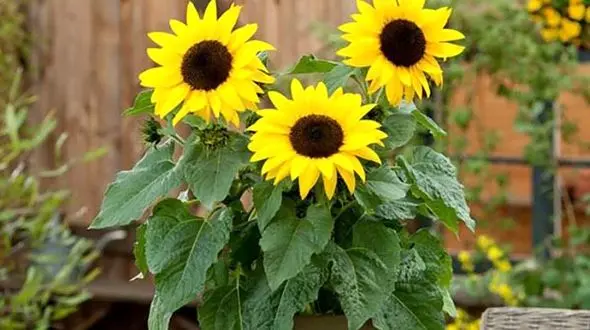 شرایط رسیدگی به گل آفتابگردان + فیلم