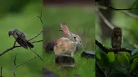 به وقت زیبایی های حیات وحش + فیلم