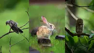به وقت زیبایی های حیات وحش + فیلم