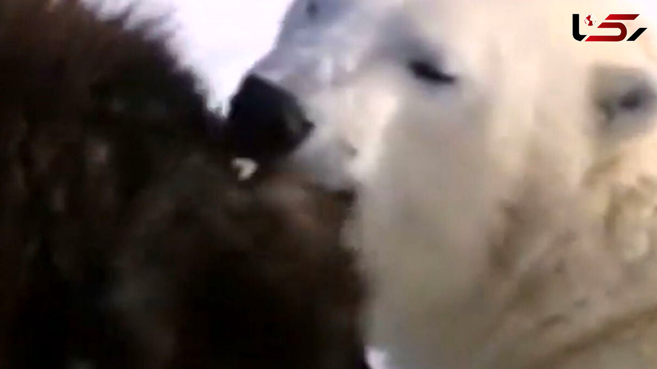دوستی خرس‌های قطبی با سگ‌های نگهبان + فیلم