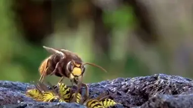 فیلم حمله زنبور غول پیکر به گروهی از زنبورها