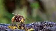 فیلم حمله زنبور غول پیکر به گروهی از زنبورها