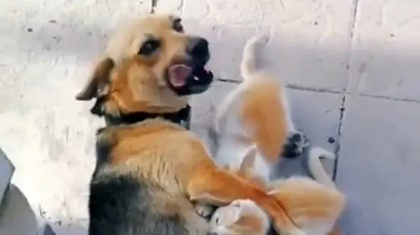 از حمله ببر به یک پیرزن تا دریفتری که فاجعه آفرید + فیلم