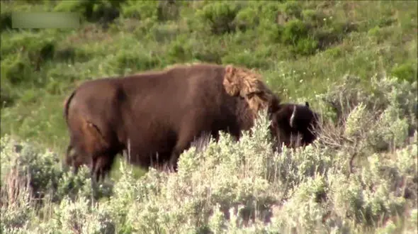 تلاش گاومیش مادر از خورده شدن جسد گوساله‌اش توسط گرگ‌ها + فیلم