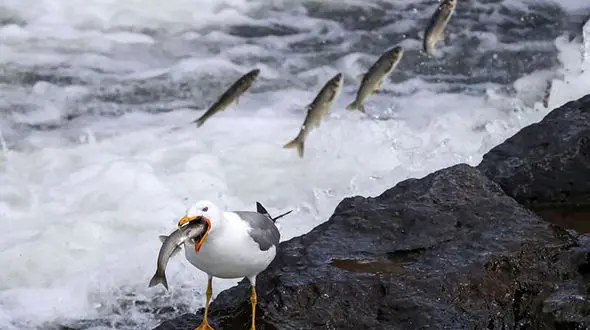 عکس از فرار و شکار شدن کفال ها