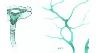 عصب واگ؛ شاهراه آرامش بدن! + فیلم