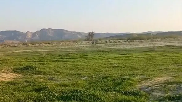 سرسبزی خیره‌ کننده طبیعت بکر مغ احمد در بندرعباس