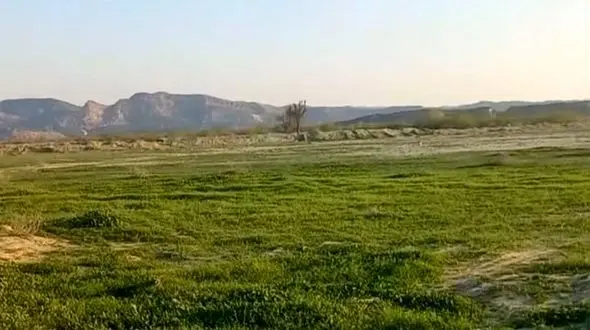 سرسبزی خیره‌ کننده طبیعت بکر مغ احمد در بندرعباس