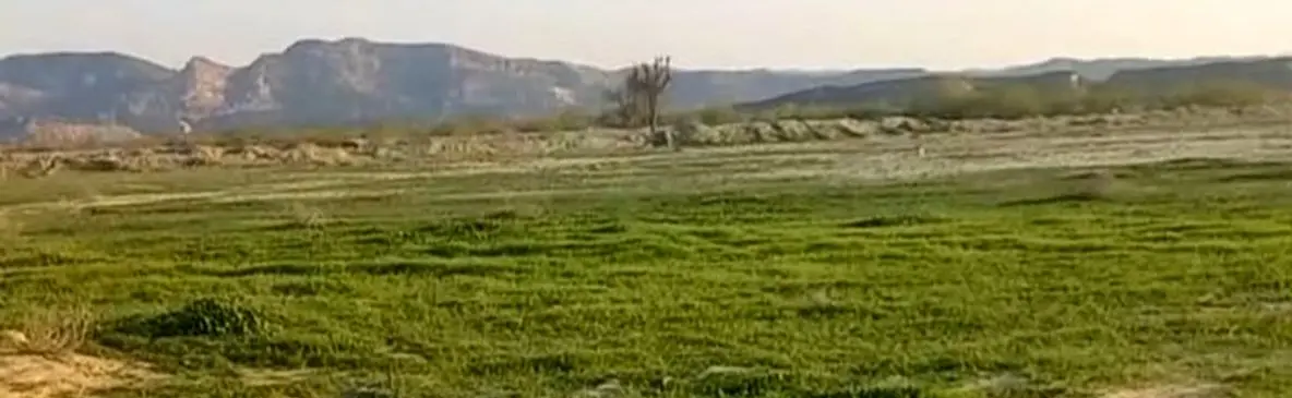 سرسبزی خیره‌ کننده طبیعت بکر مغ احمد در بندرعباس