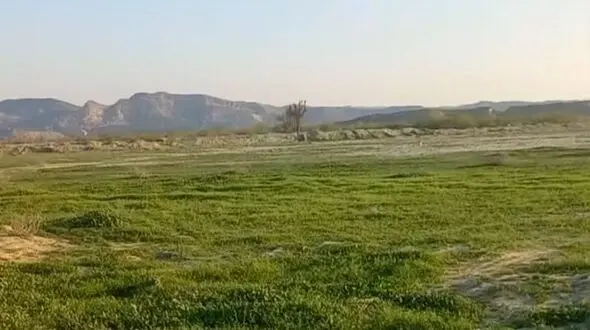 سرسبزی خیره‌ کننده طبیعت بکر مغ احمد در بندرعباس