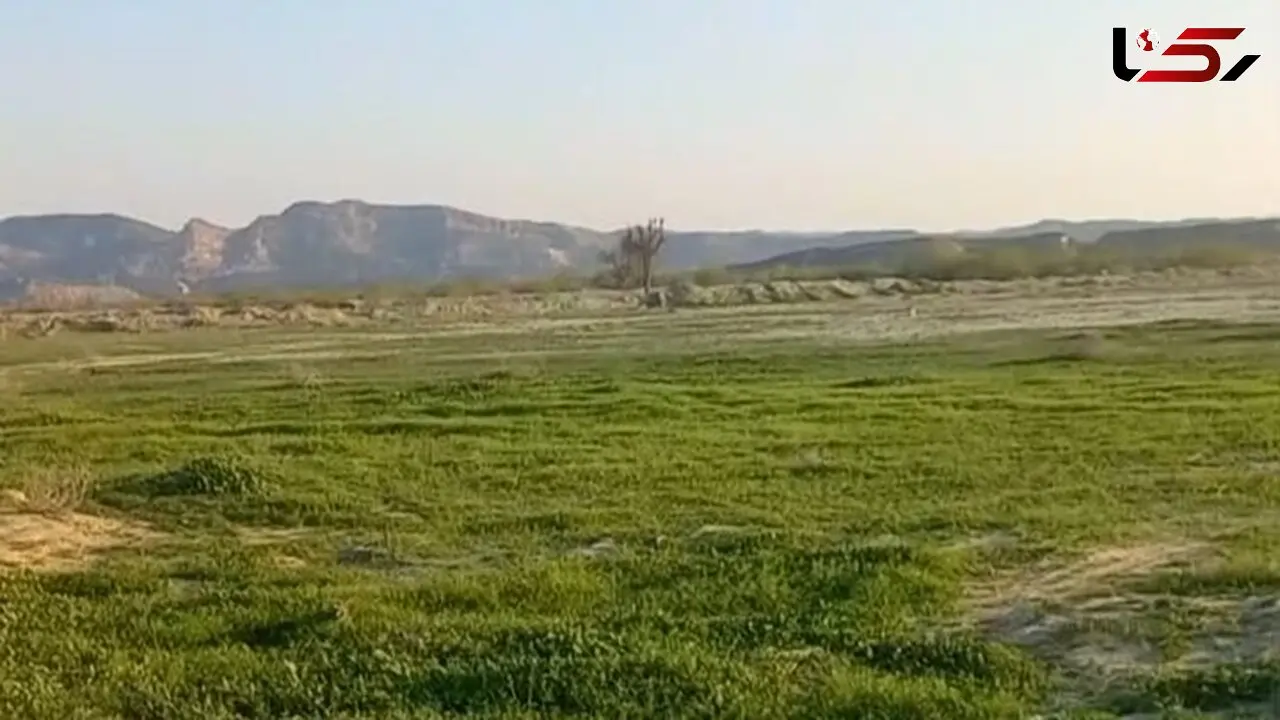 سرسبزی خیره‌ کننده طبیعت بکر مغ احمد در بندرعباس