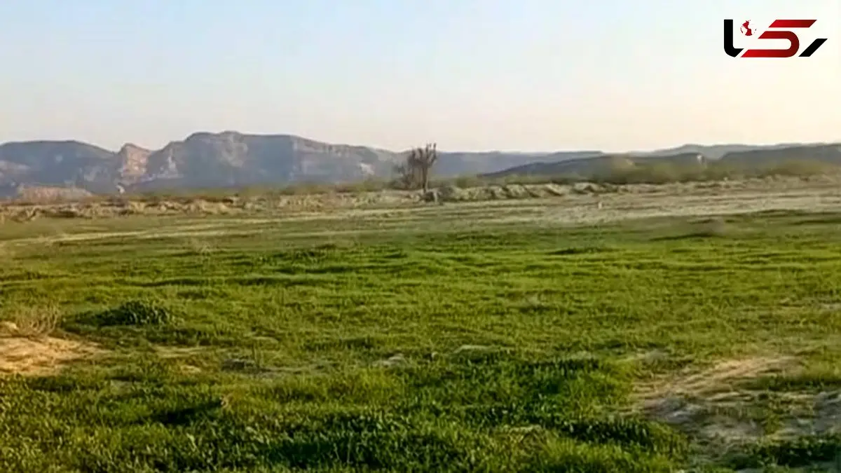 سرسبزی خیره‌ کننده طبیعت بکر مغ احمد در بندرعباس