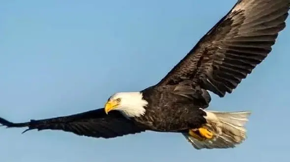 شکارچیان طبیعت / از چنگال عقاب تا حمله سگ‌ های وحشی