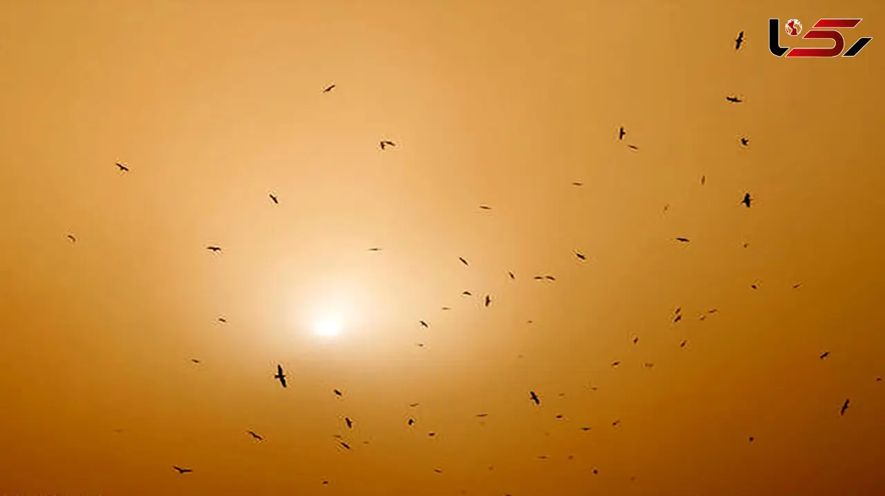 بارش گل در شیراز +عکس