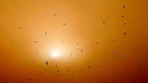 بارش گل در شیراز +عکس