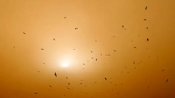بارش گل در شیراز +عکس