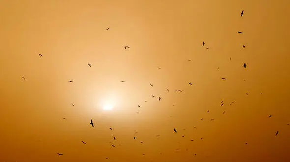 بارش گل در شیراز +عکس
